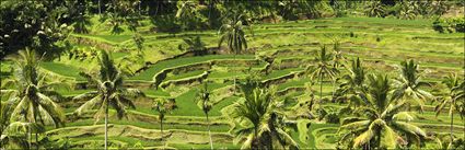Rice Terraces - Bali H (PBH4 00 16584)